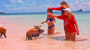 Feeding the pigs of Noname Cay