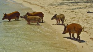 swimming pigs