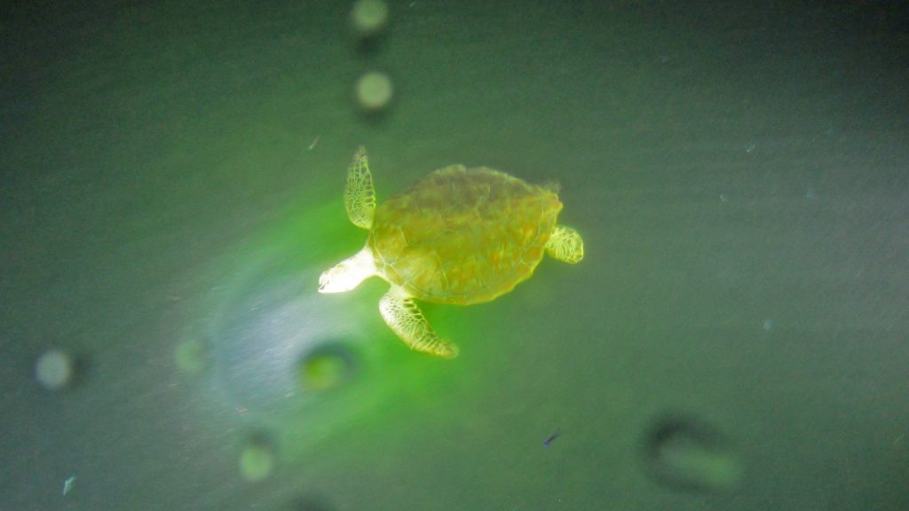 sea turtle at night