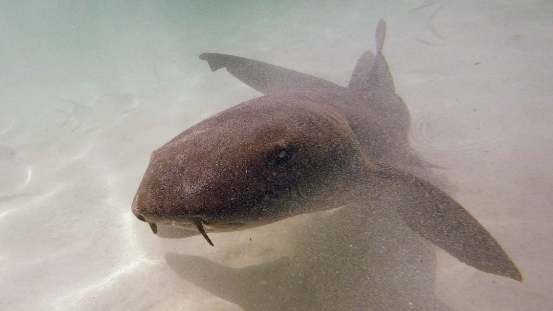 Nurse Shark in Sea of Abaco