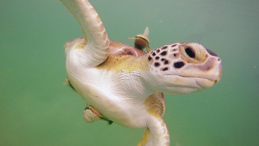 Sea Turtles of Tilloo Cay