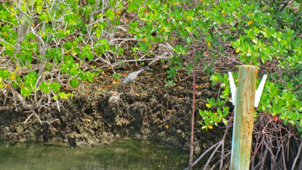 bird in the mangroves