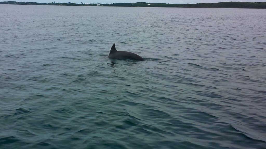 The dolphins of Tilloo Cay