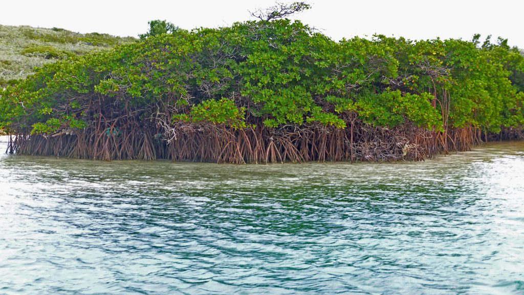 healthy mangroves in the bahamas