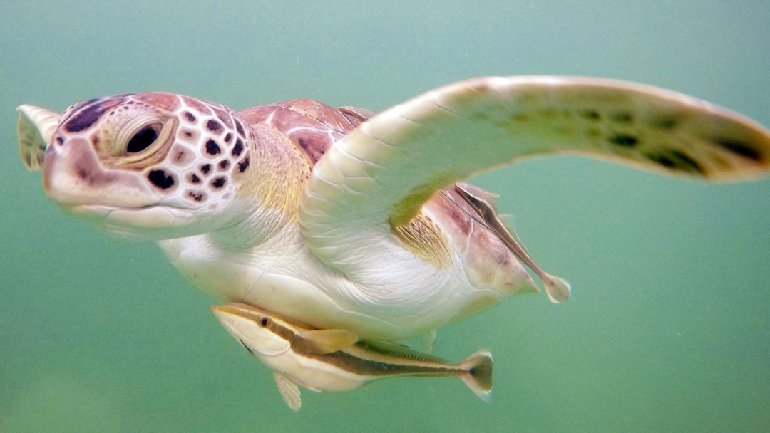 Sea Turtles of Abaco Bahamas